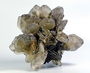 Gipsrose
